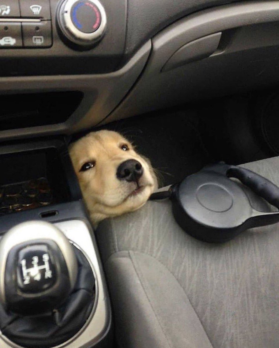 Animalitos para curar la depresión (@animalitostw_) on Twitter photo 