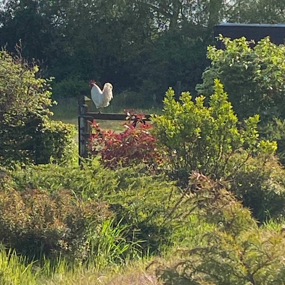 authorontheedge's tweet photo. Chicken making himself at home... #NotMyChicken https://t.co/TxLnvf7rir