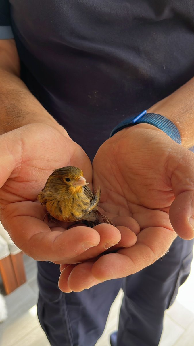 AlgieWaters's tweet photo. M’he trobat aquest ocellet( encara o pot volar) a la terrassa de casa. Es un pardal? Canari? Al veterinari no m’el agafen, i no el vull deixar abandonat a la seva sort… 🥹 https://t.co/5pL3v22zyB