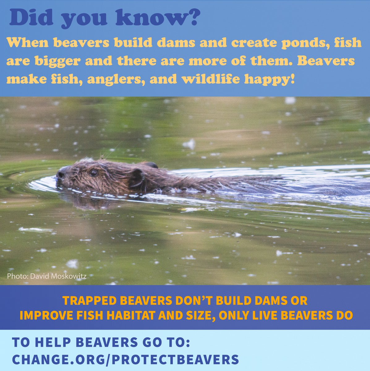 Beavers play a vital role in developing fish habitats by constructing dams and ponds, thereby increasing fish size to the benefit of anglers and local wildlife.

Sign the petition to protect beavers- link in our bio 🔗

#protectbeavers #conservation #superiorbioconservancy