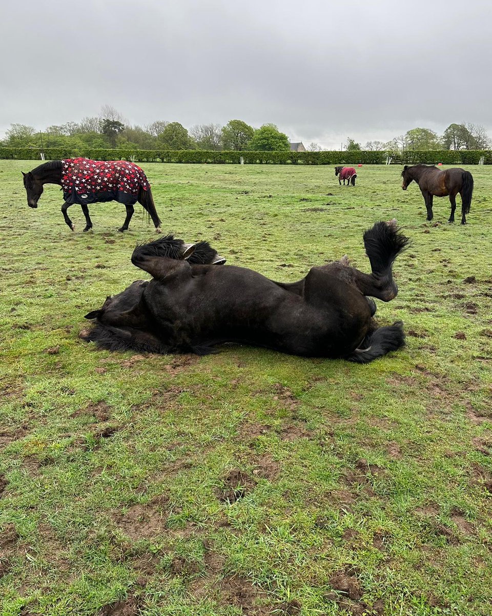 BEventing's tweet photo. 🤩 He might be a @BHT_Grassroots BE90 contender, but he’s also just a native pony who enjoys a good roll in the mud with his mates!🤘
Mikey is safely back at home in Scotland enjoying some well-earned downtime 🤛
#badmintongrassroots #voltairedesigngrassrootschamps #nativepony https://t.co/aJ6GPDWUMa