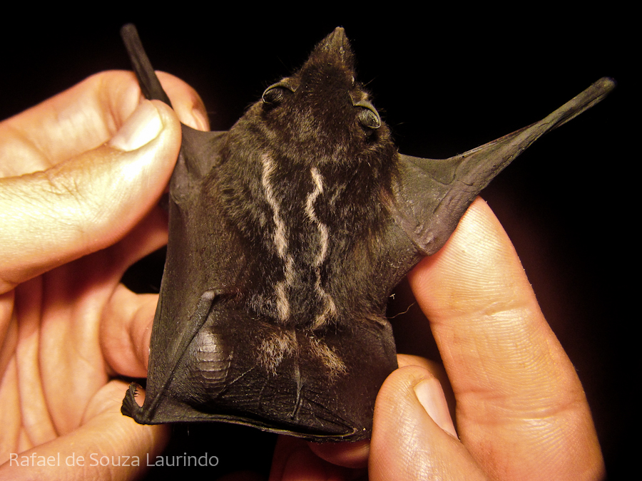EveryBat's tweet photo. Male greater sac-winged bats (Saccopteryx bilineata) possess pouches on their wings that they use to attract mates &amp; mark territory, by filling it with urine &amp; glandular secretions.

(Photos https://t.co/rsBsQFpoD2) https://t.co/3kyGYlEBVQ
