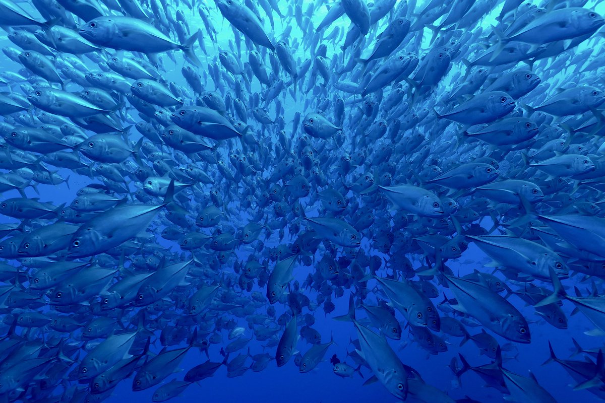 mattfishrand's tweet photo. BREAKING: Ecuador just closed a deal that will generate $450 million to protect the thriving waters surrounding the Galápagos Islands. Win for the iconic region—the people and wildlife that rely on healthy ecosystems. #30x30 #pewbertarellioceanlegacy #DFC #CreditSuisse #IDB https://t.co/XjHz05ZJjR
