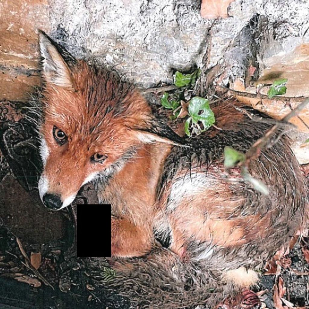 natuerlichjagd tweet media
