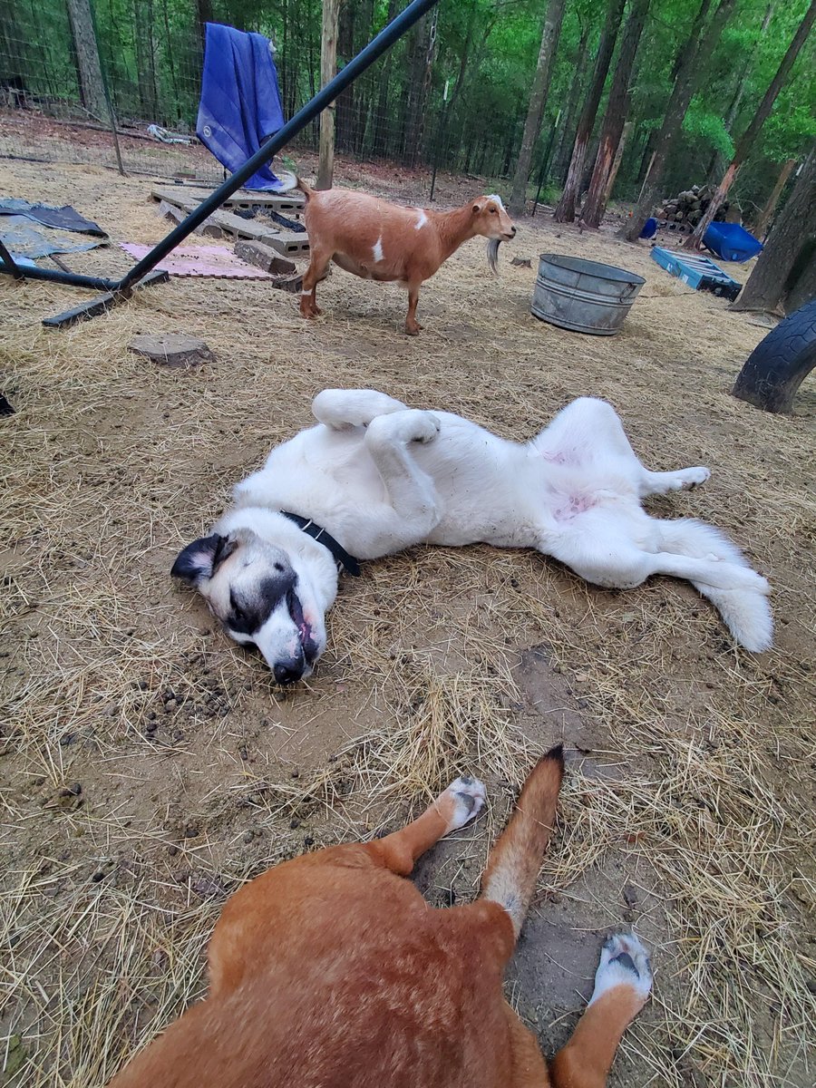 Dog Solution tweet media