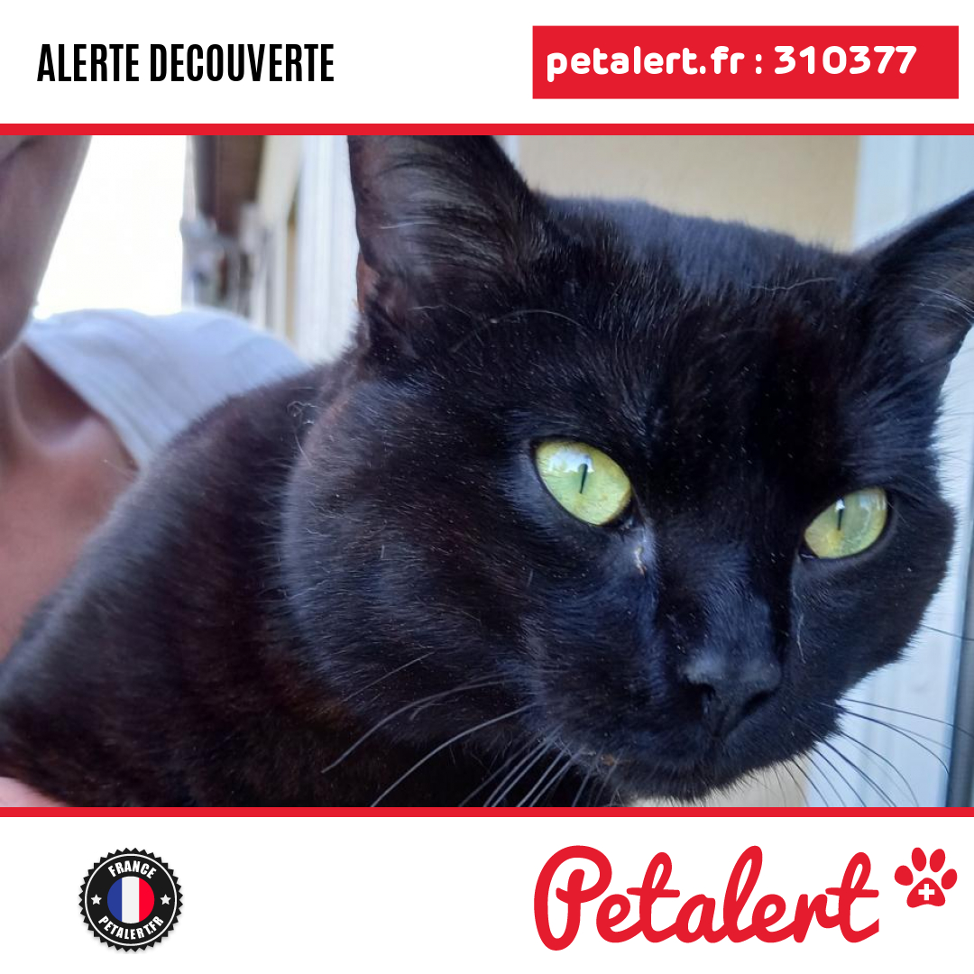 petalert_france's tweet photo. Trouvé #Chat #Sarthe #SaintJeanDeLaMotte #Petalert #PetAlert72 / https://t.co/6IqxPG9ma2 https://t.co/ugz1FmohtD