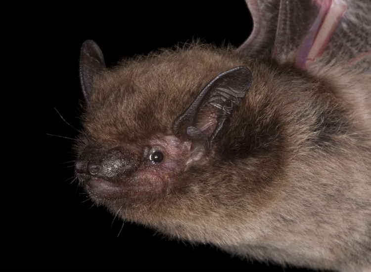 EveryBat tweet media