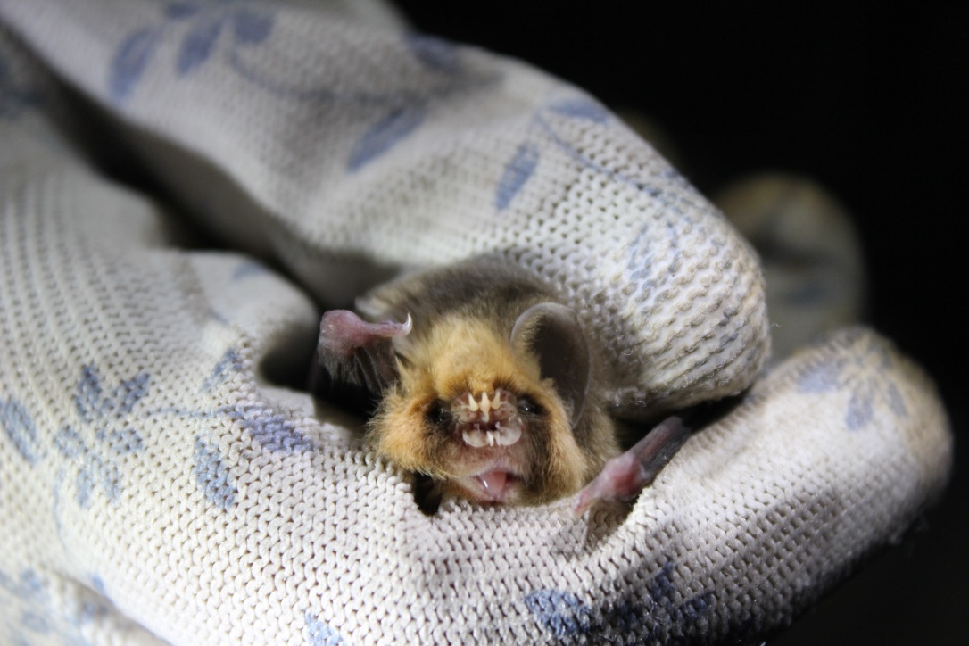 EveryBat tweet media