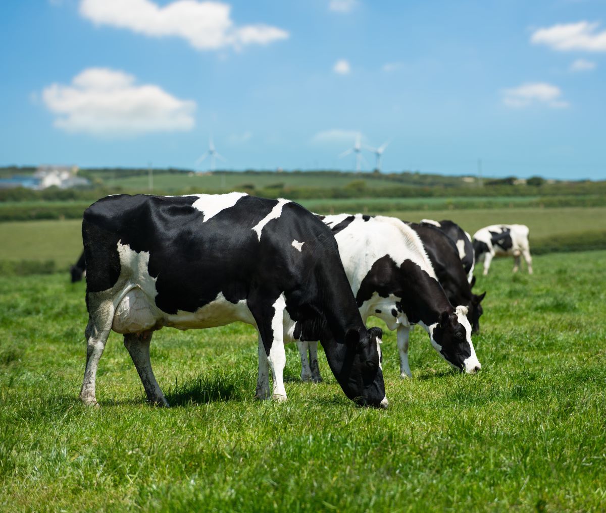 #DairyCows are amazing recyclers! They transform grass, corn stalks, wheat straw, distillers’ grains, and cottonseed meal into top-notch protein for us humans to consume. 

Learn more: fao.org/3/i0680e/i0680…  #Sustainability #WorldMilkDay #EnjoyDairy
