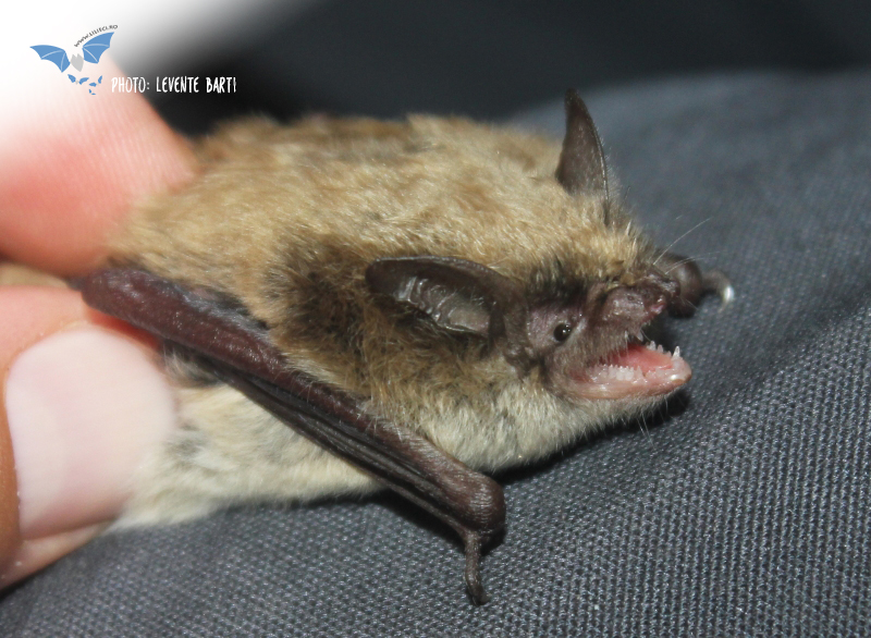 EveryBat tweet media