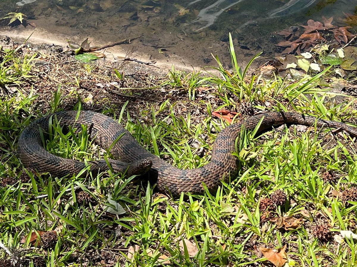 MarineFrontiers's tweet photo. Dang! Looks like a big Nerodia Faciata, a southern banded #watersnake #lowcountry #herpetology #serpente https://t.co/ZAHvKooTM7