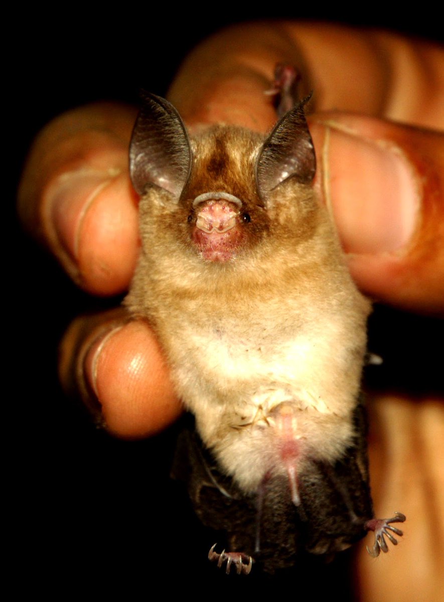 EveryBat tweet media