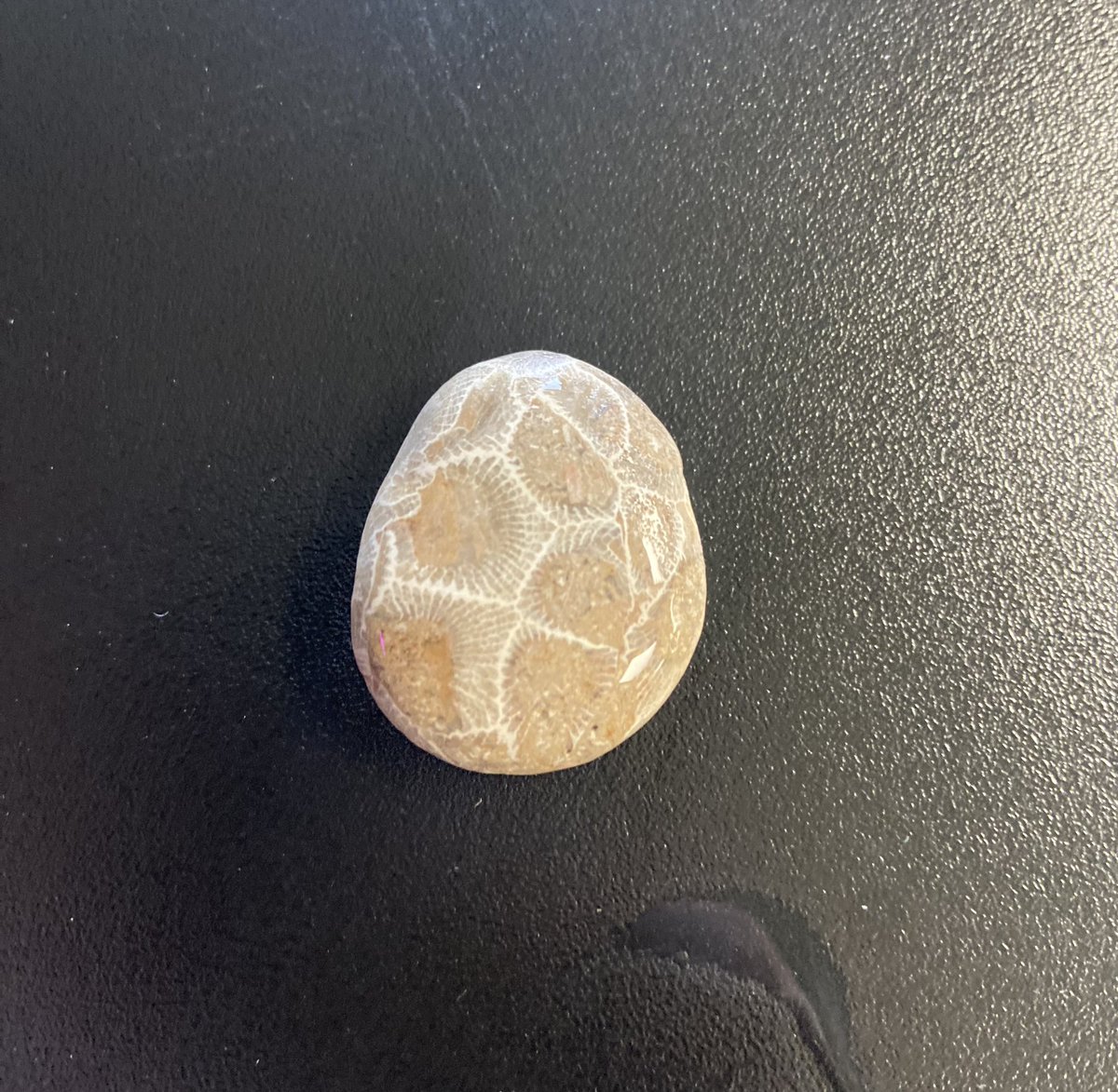 MsSvetich's tweet photo. Evolution is one of my favorite units because it give me a chance to share one of my passions with my students. Today my students got to observe petoskey stones! A 250 million year old fossil of colonial coral found in Michigan! https://t.co/ovxehxYdvs