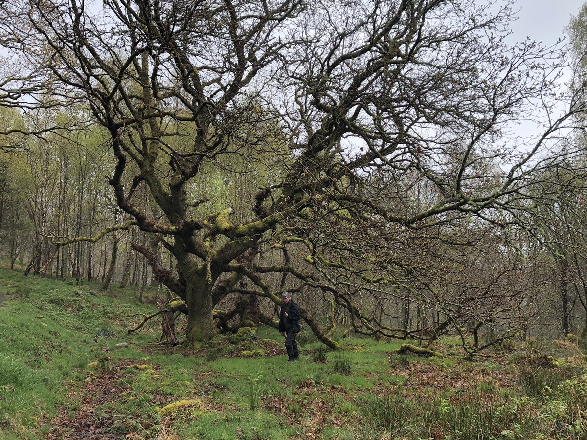 An impressive historically pollarded oak sited on an old boundary feature within Cashel Wood, Loch Lomond, Scotland.  #thicktrunktuesday #oak #lochlomond #scotland