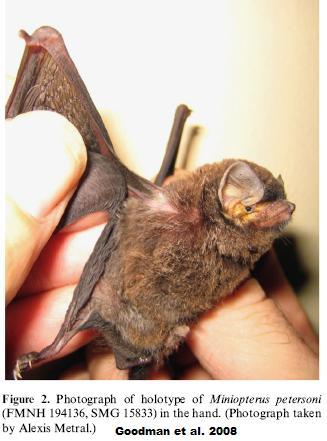 EveryBat tweet media