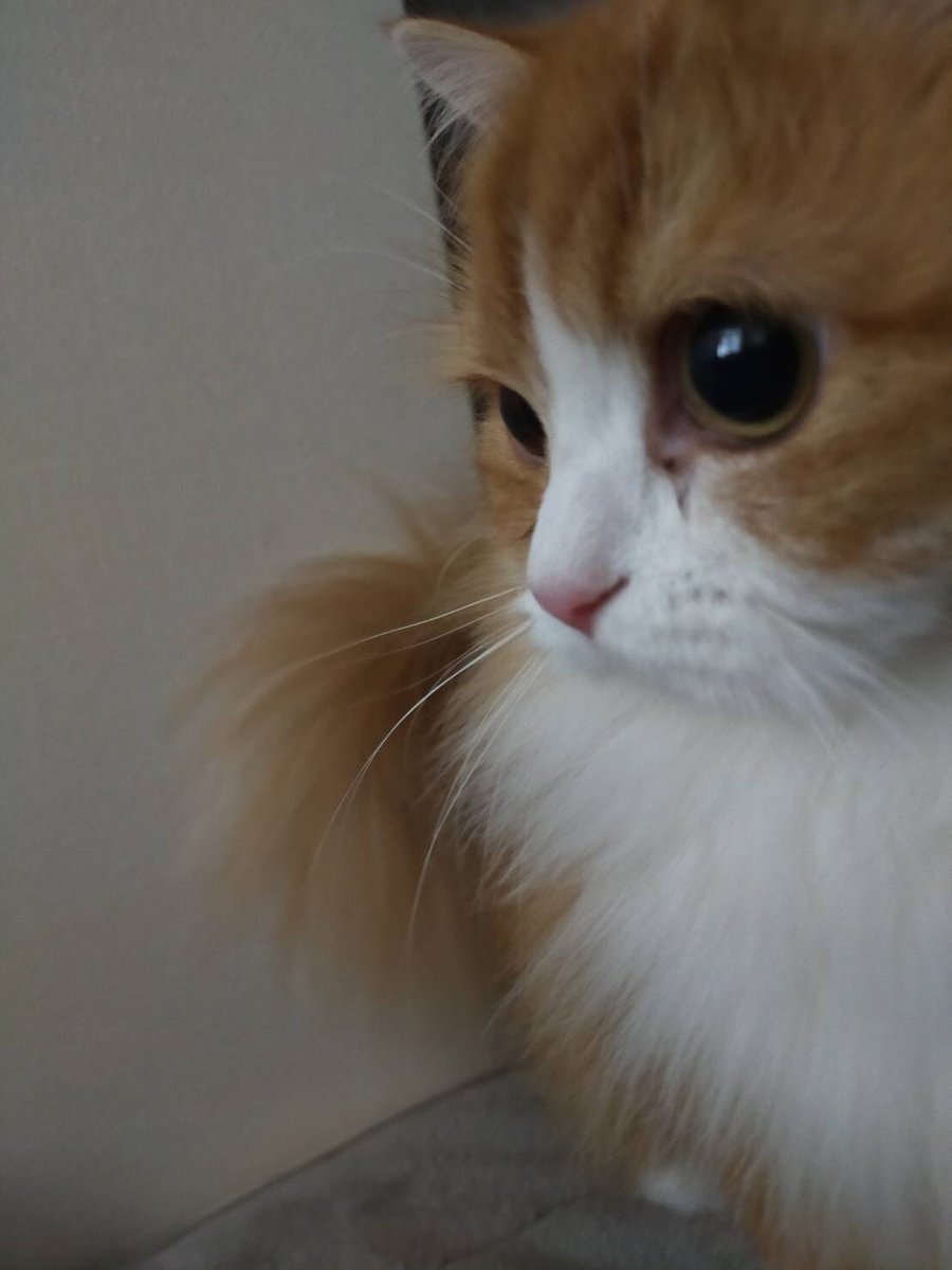 tashi428's tweet photo. 1日1万歩達成🚶‍♀️
＃1日1万歩

ウォーキング中に出来ることを考えながら歩く
何も思いつかずに時間が過ぎた
＃ウォーキング

＃スコティッシュフォールド https://t.co/uoXzE49Rt2