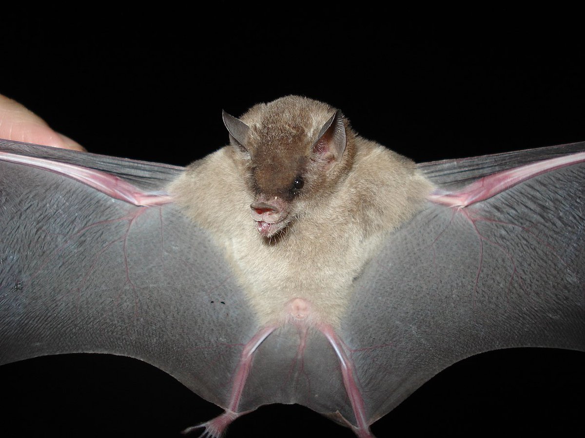 EveryBat tweet media