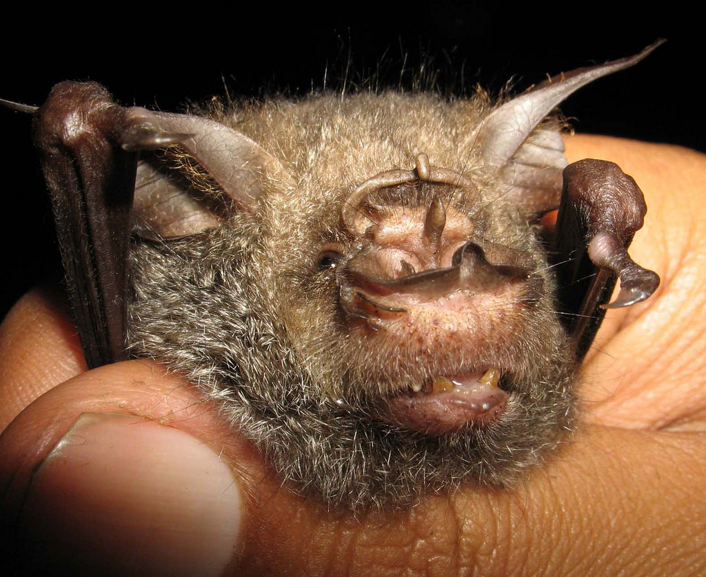 EveryBat tweet media