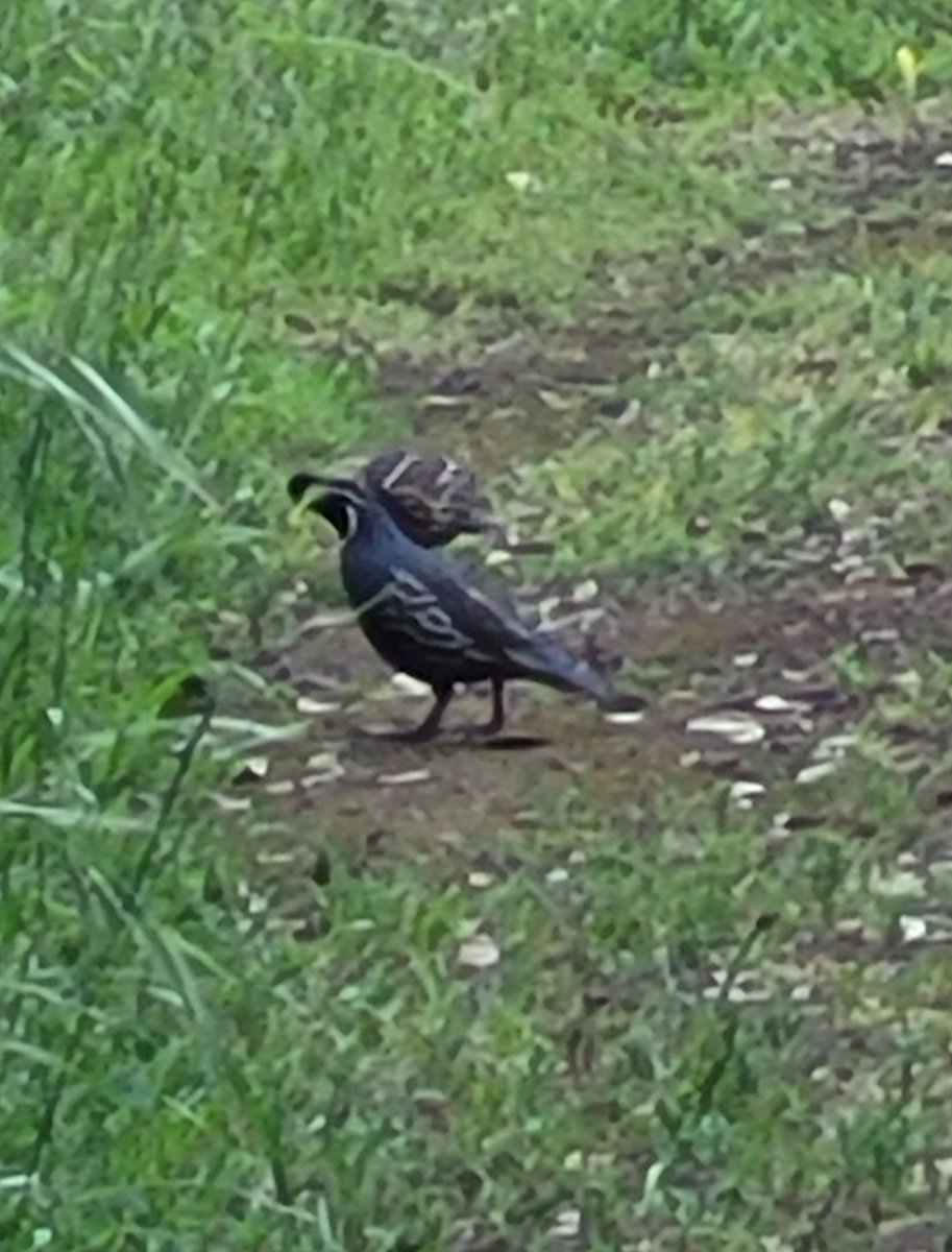 waterskibird's tweet photo. Spring quail, not quite a bevy-#IStandWithUkraine #WomensRights #SaveTheEarth #hiking #birdphotography 
@dayhikingtrails #nature #outdoors
@POSTLandTrust #NatureBeauty #Naturelover #hiking #WildFlower  #TwitterNatureCommunity https://t.co/BHAqDjScAA