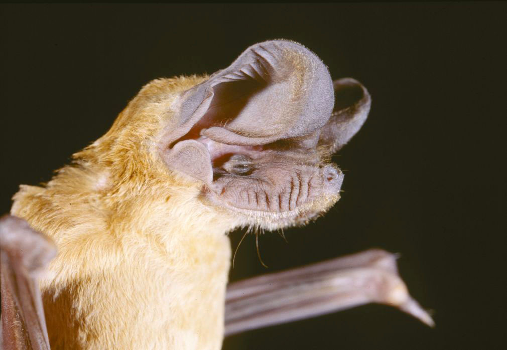 EveryBat tweet media