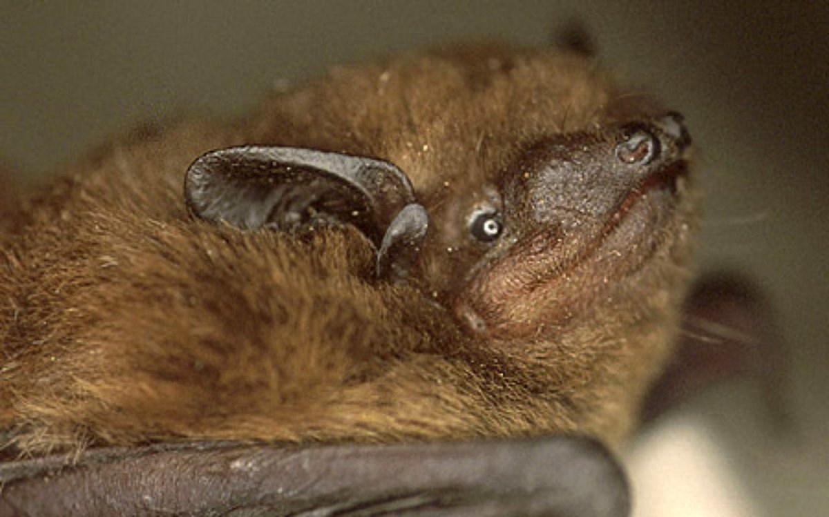 EveryBat tweet media