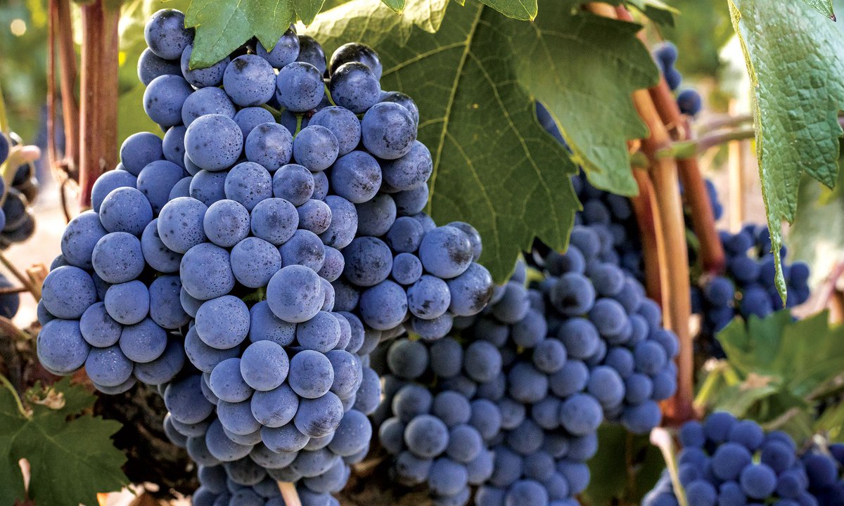 Islandwinestore's tweet photo. The Different Styles of Rioja Wine 🍷🍇

Rioja is made in red, white, rosé, and sparkling styles, but red wines dominate production. 
A Rioja’s character is mainly defined by the length of time and way it has been aged. For red wines, the aging requirements are:

Vino Joven: no oak aging
Crianza: at least two years aging, one year of which must be in oak barrel
Reserva: at least three years aging, one year of which must be in oak barrel
Gran Reserva: at least five years aging, two years of which must be in oak barrel

Aging requirements for white and rosé wines are slightly shorter than for red wines. Sparkling wines must be aged for at least 15 months on their lees. 

Want to Learn More About Wine? Follow! ☑️

#tempranillo #rioja #wine #vino #winelovers #winelover #winegrapes #winemaking #winefreak #winecorks #winepairing #winetips #winelover