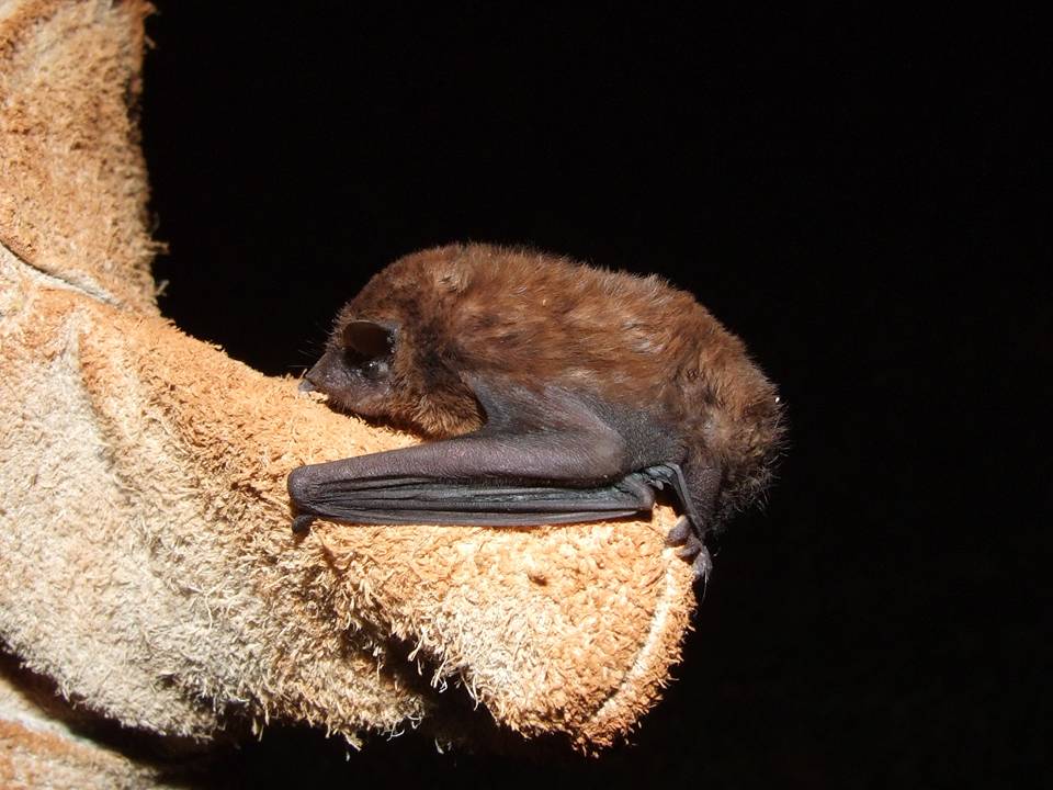 EveryBat tweet media