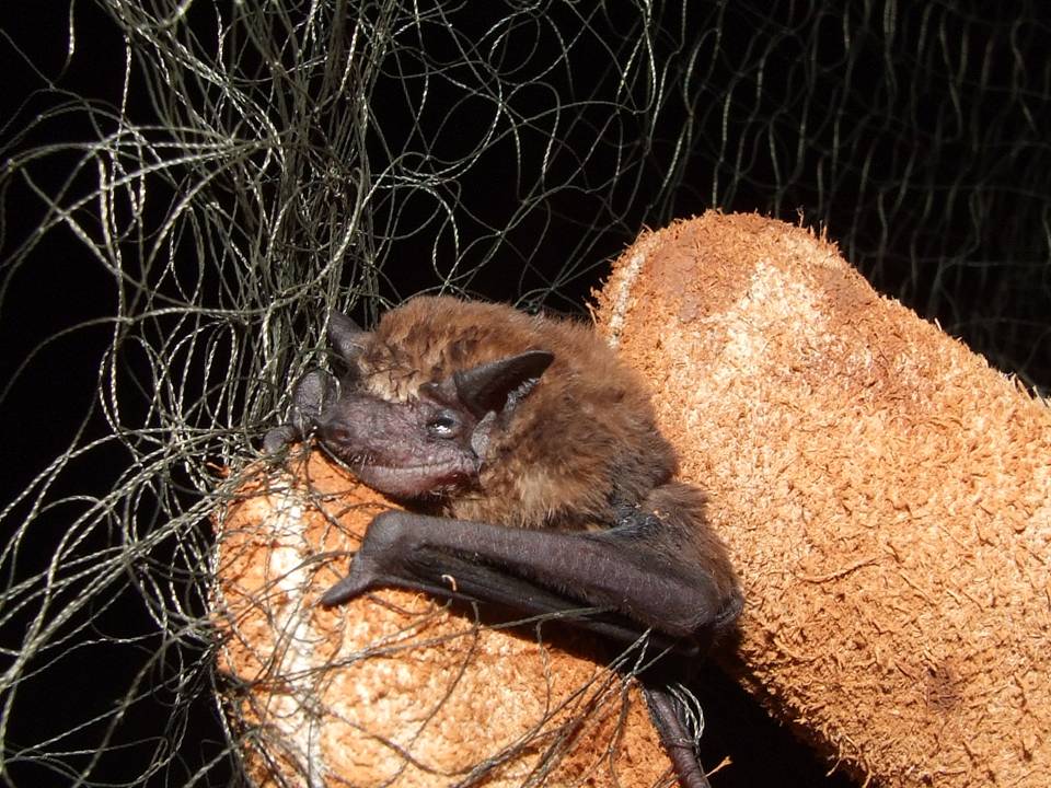 EveryBat tweet media