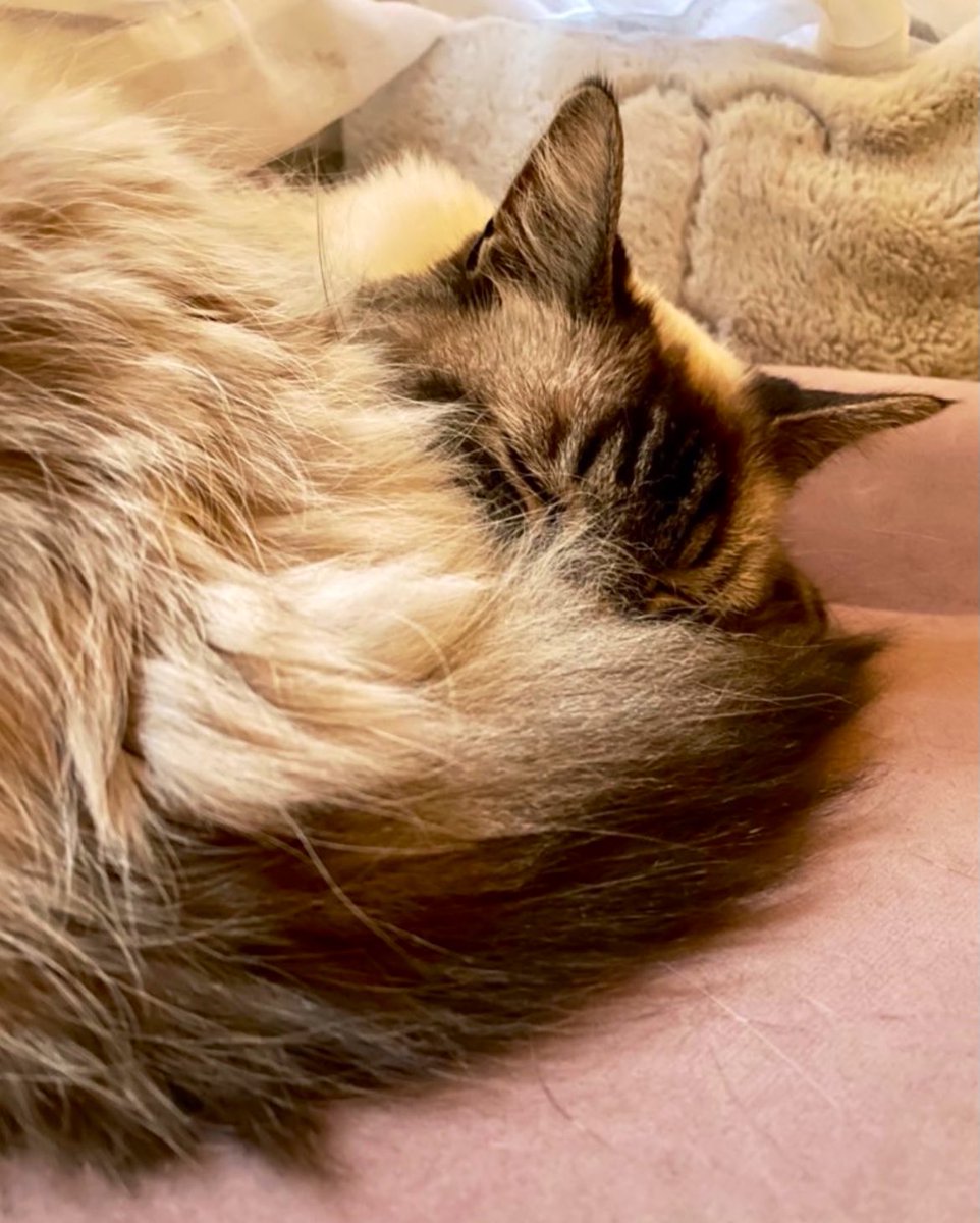 Isabelle Chataignier tweet media