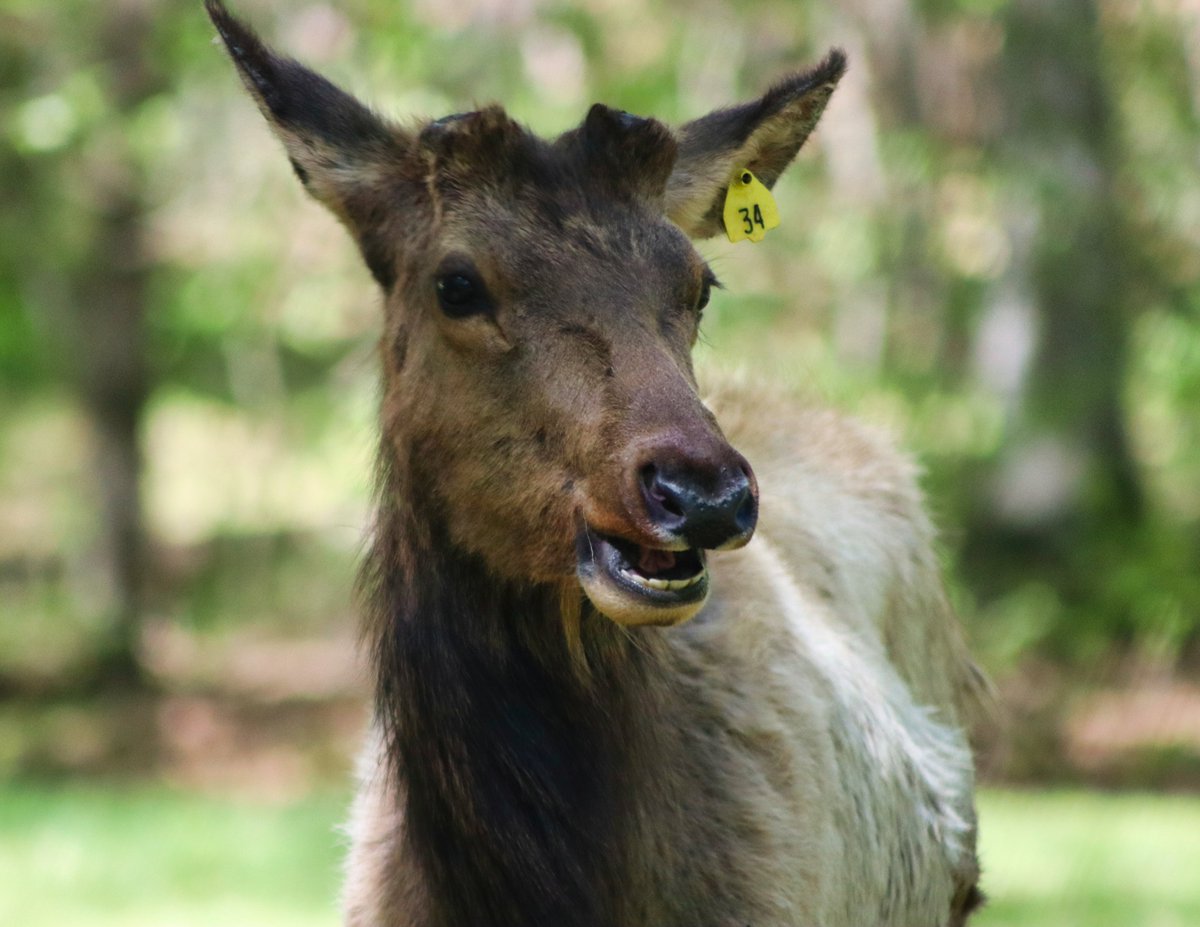 #elk 34 flashing a #smile <a href="/LoneElkPark/">Lone Elk Park</a> <a href="/FOX2now/">FOX2now</a>