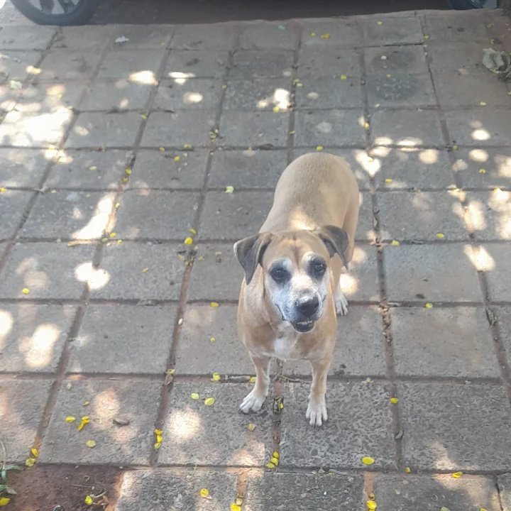 Si alguien le conoce, creo que esta perdida, es viajita y se ve bien cuidada y alimentada, también es muy buenita
Zona colegio nacional de luque- HR electrodomésticos