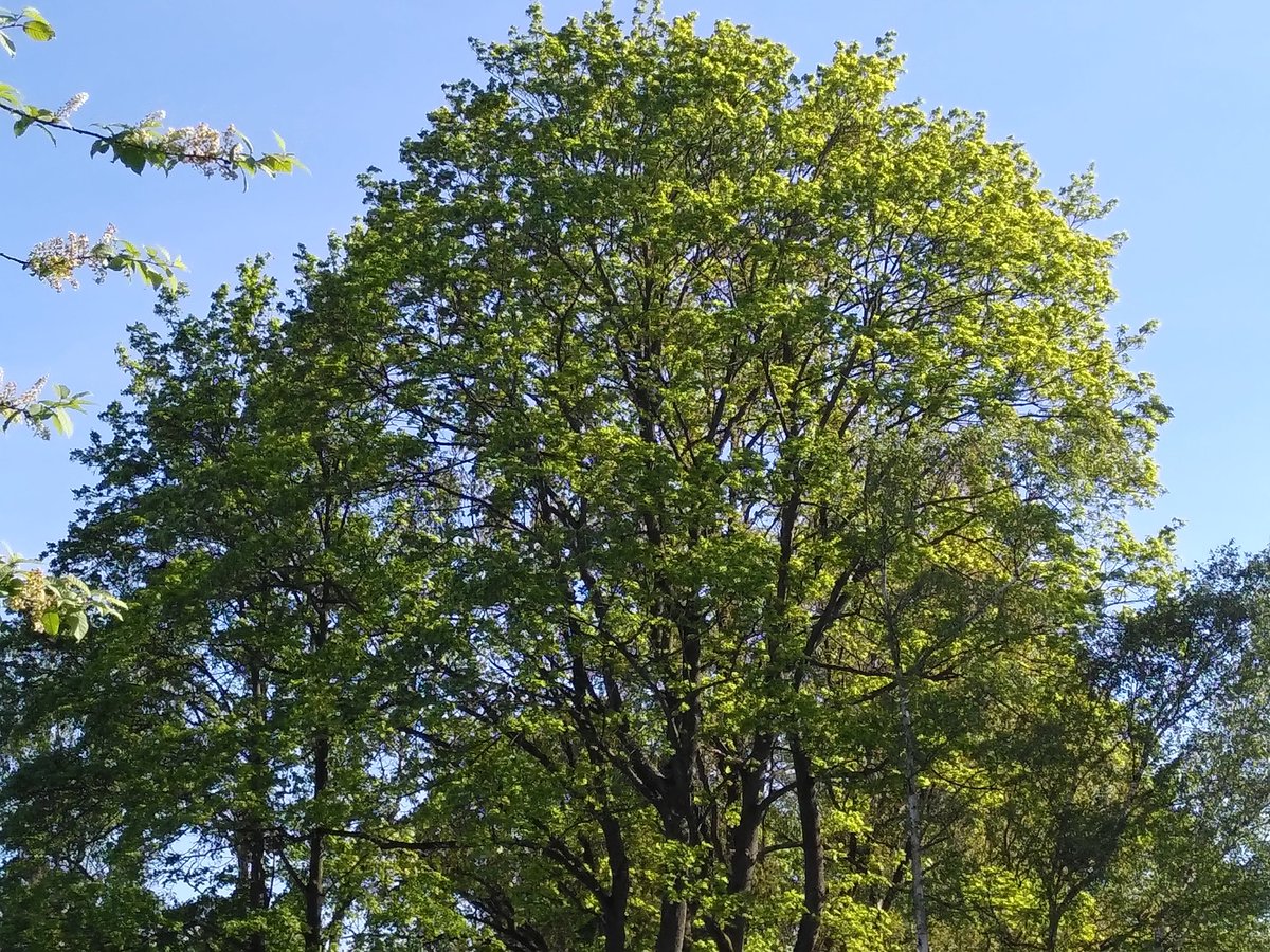 Julia Obertreis tweet media