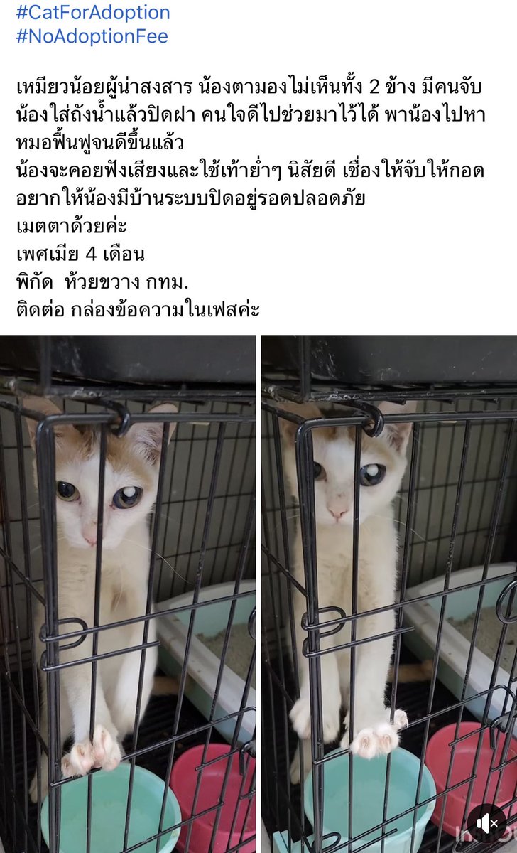 ฝากรีหน่อยนะคะ น้องตาบอดมองไม่เห็น อยากให้น้องได้บ้านดีๆพร้อมดูแลน้อง 🥺