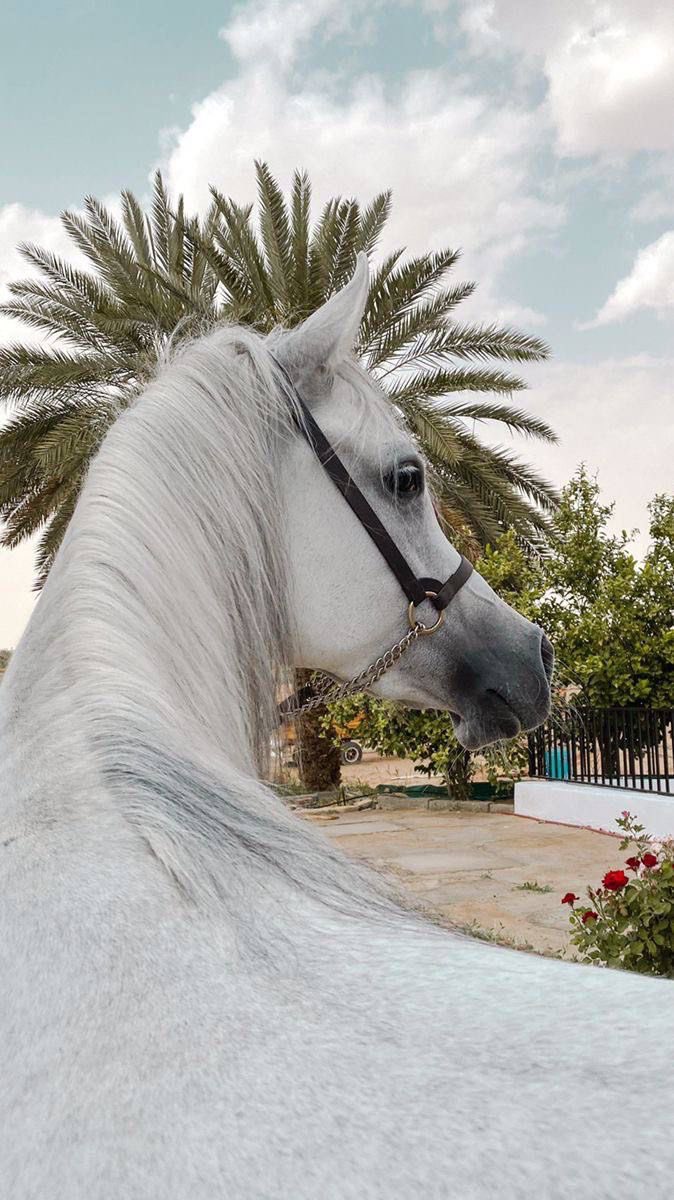 بحر 🌊 (@butterflless) on Twitter photo 