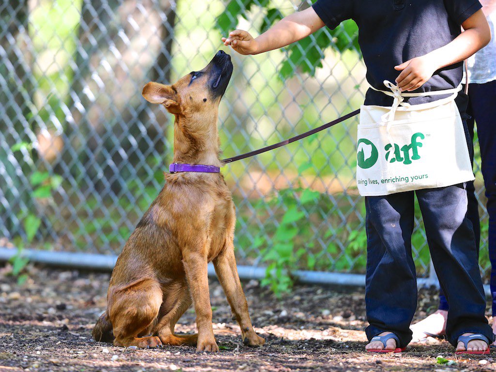ARF is looking for 🐶trainers. As we prepare to launch our new training program this summer in our new Training Center, we are expanding our roster of trainers. Trainers should be LIMA compliant &amp; comfortable leading group classes. Send a letter of interest info@arfhamptons.org
