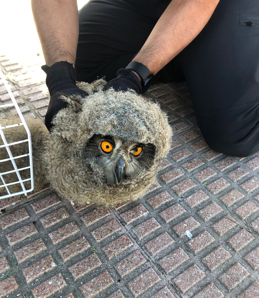 ℹ️ La primavera es una época de cría de muchas aves, a veces estas pueden desorientarse o caerse del nido.
👮🏻‍♂️ En este caso, nuestros agentes interceptaron una cría de búho real 🦉se contacta con #Brinzal quién se hace cargo de este bonito ejemplar.