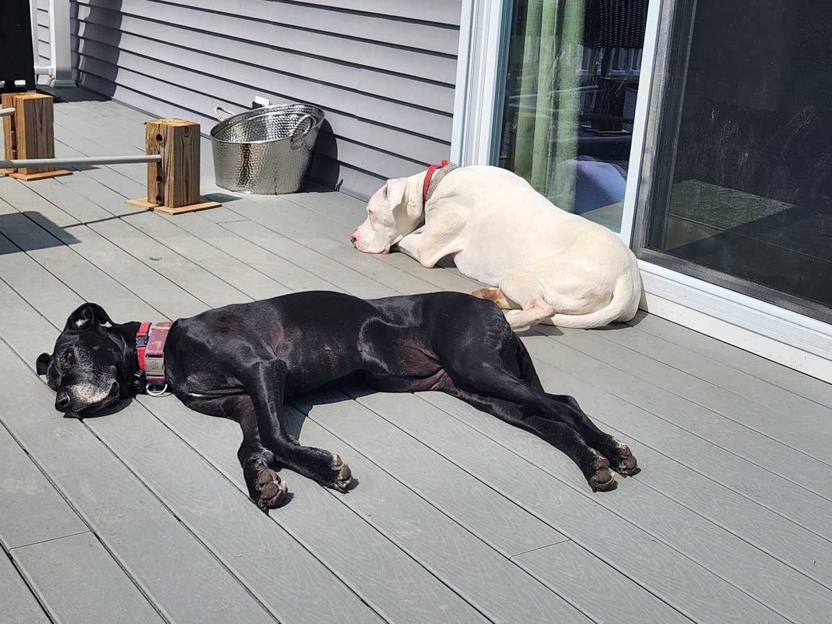 doggy_motion's tweet photo. Great dane girls 💕 #tuesdayvibe #dogsoftwitter #NaturePhotography https://t.co/7gzYK1pdX0