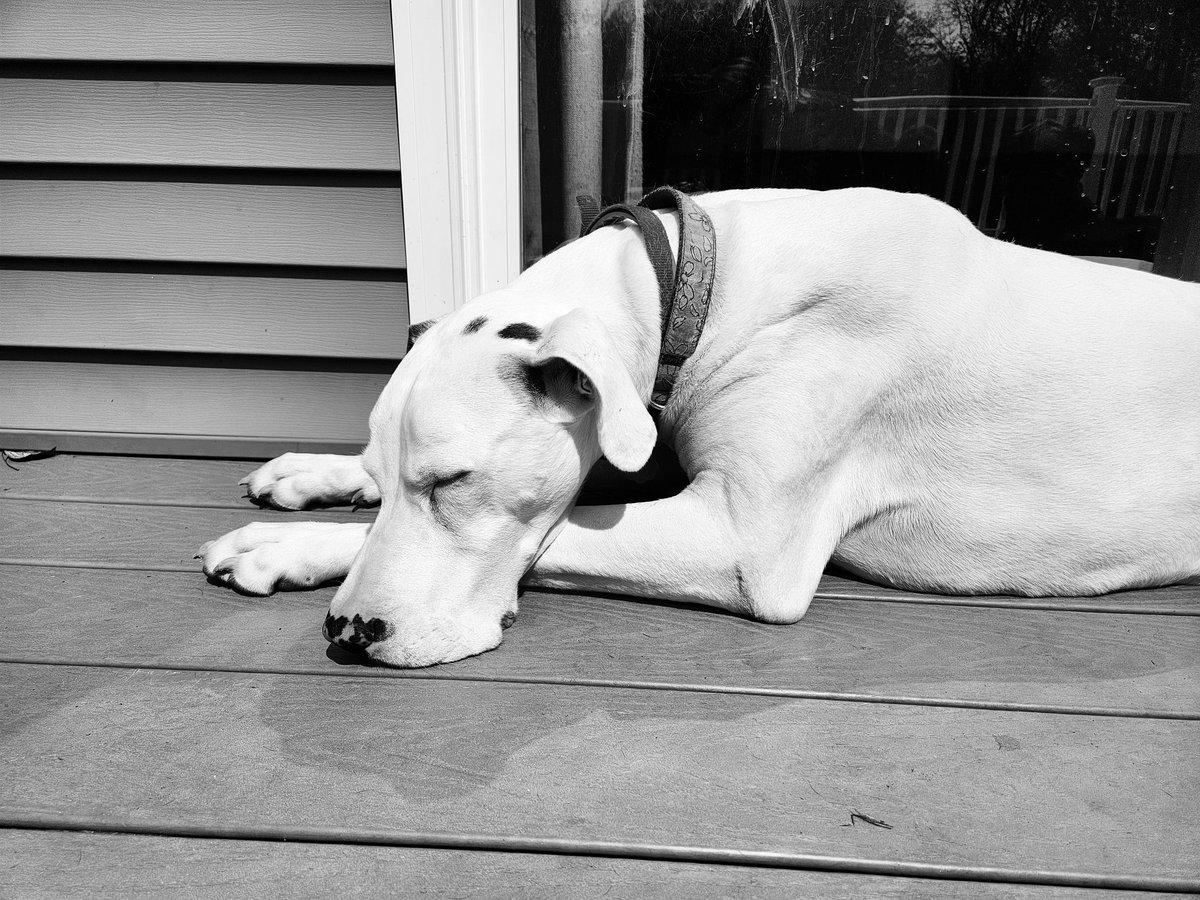doggy_motion's tweet photo. Great dane girls 💕 #tuesdayvibe #dogsoftwitter #NaturePhotography https://t.co/7gzYK1pdX0