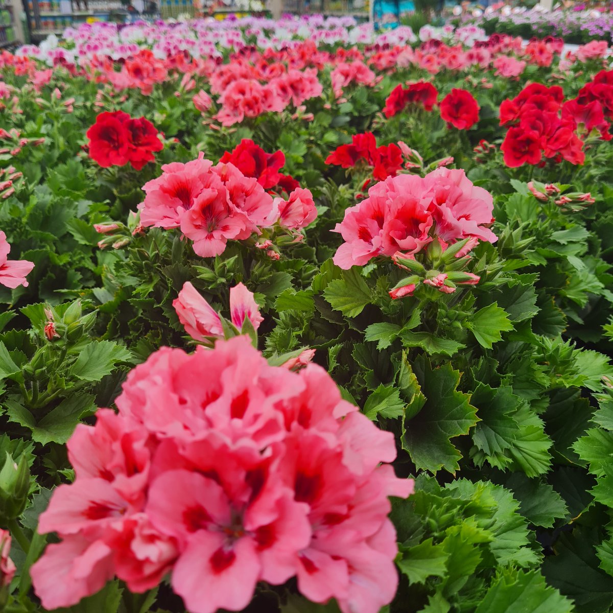 These  'Bella Donna' regal pelargonium have beautiful flowers in shades of pink, purple, red and white. They can be grown indoors or in a bright, sheltered spot in the garden.