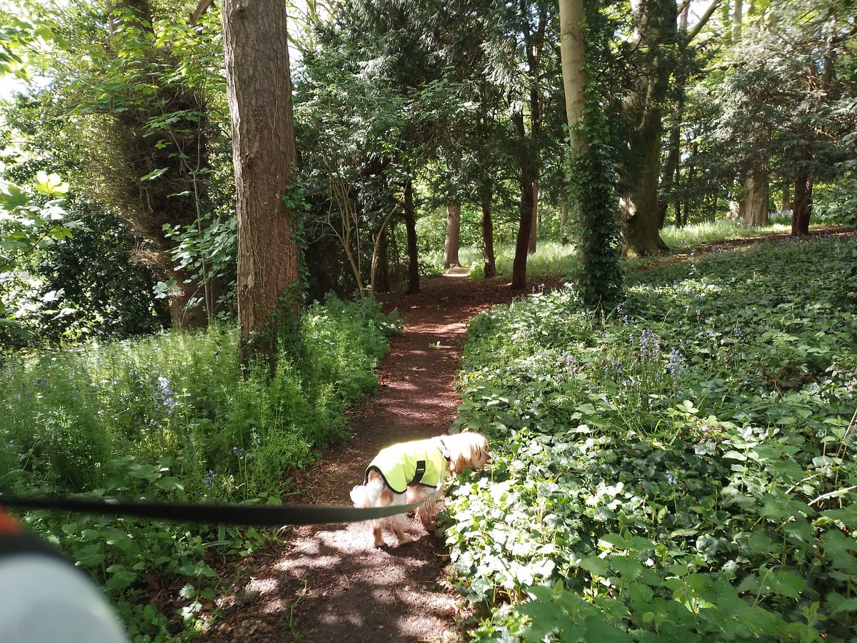 landoftheDoods's tweet photo. There was a gap in the rain, so we were able to sneak out into the woods. What did we find? Teddies? Nope, no teddy bears, today, (it's  a bit wet for teddies, to be fair). But there were bluebells everywhere! 🙂 And everything  smells soooooo good today. I wish I could share it. https://t.co/RKzbpL3J7S