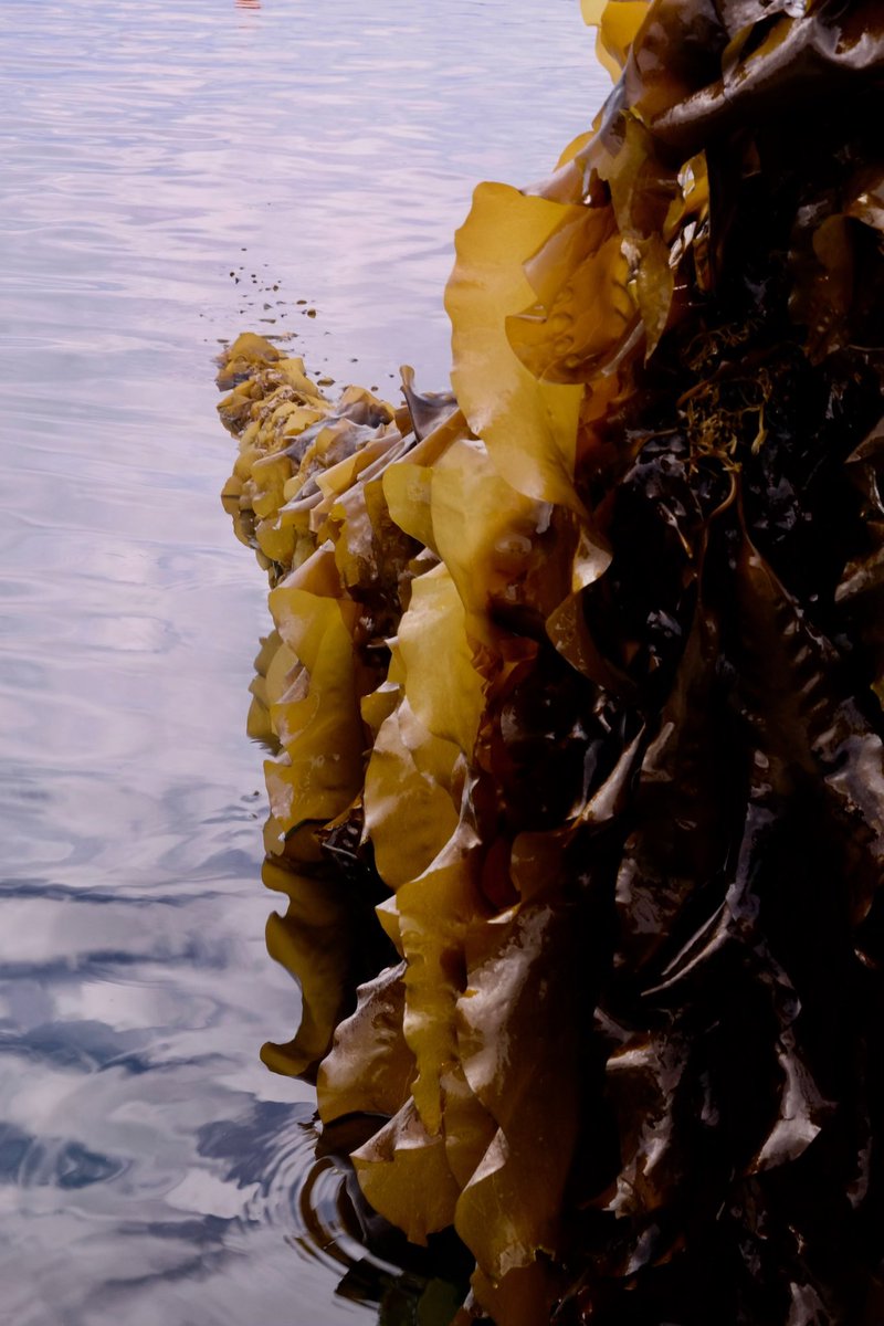 barnaclefoods tweet media