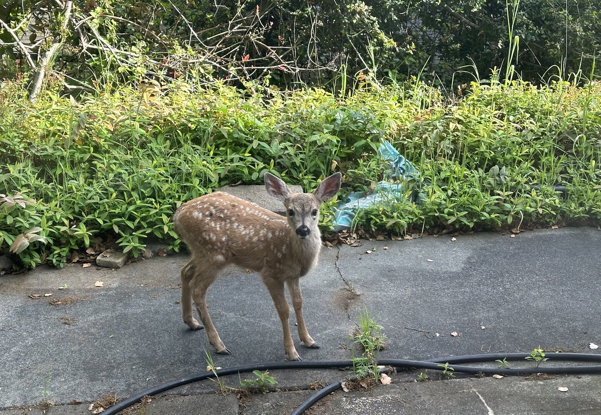 Baby deer outside my house windows 🥰