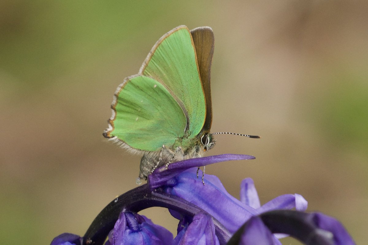 I visited Ryton Meadows today, looking for Grizzled Skipper, but unfortunately couldn’t spot one; however, I was lucky to find this fresh and stunning #GreenHairstreak resting on a Bluebell. Looking forward to returning soon. Great site and very helpful volunteers.