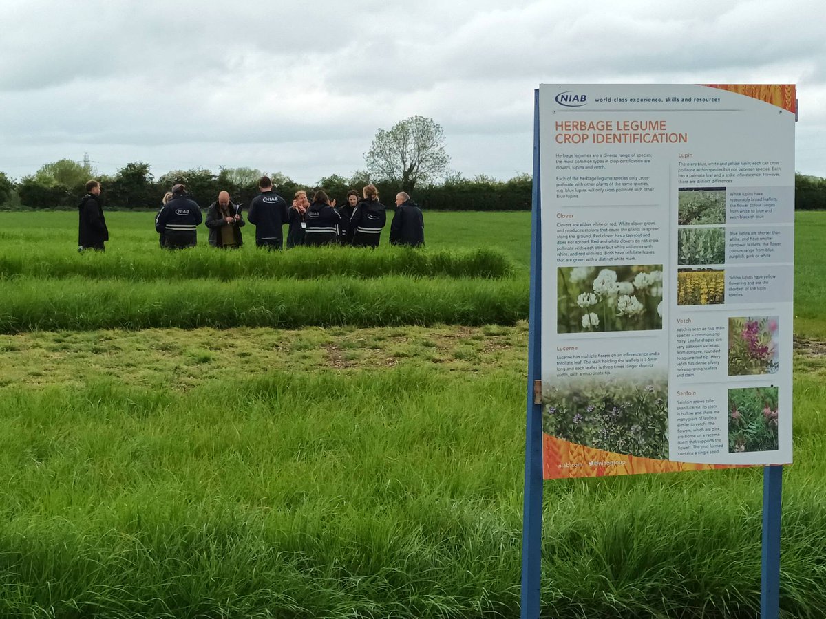 niabgroup's tweet image. New and returning herbage seed crop inspectors were at #NIAB today for plot training after completing online theory sessions. Hope the exams went well... at least the rain stayed away. #seedcertification