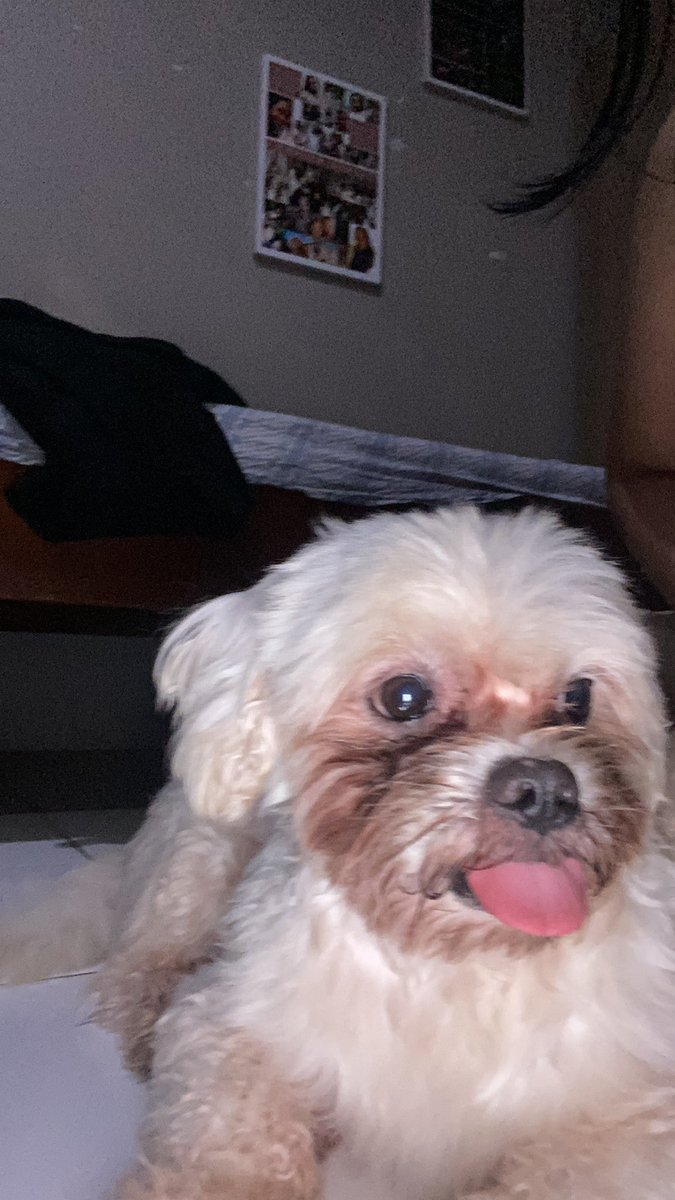 ceperiahaha's tweet image. #twittermagic serius bgt ini, ada yg bisa gue titipin Afro ga ya rumahnya? ato mau adopt juga boleh gue frustasi bgt #tolongorangbaik #adoptdog