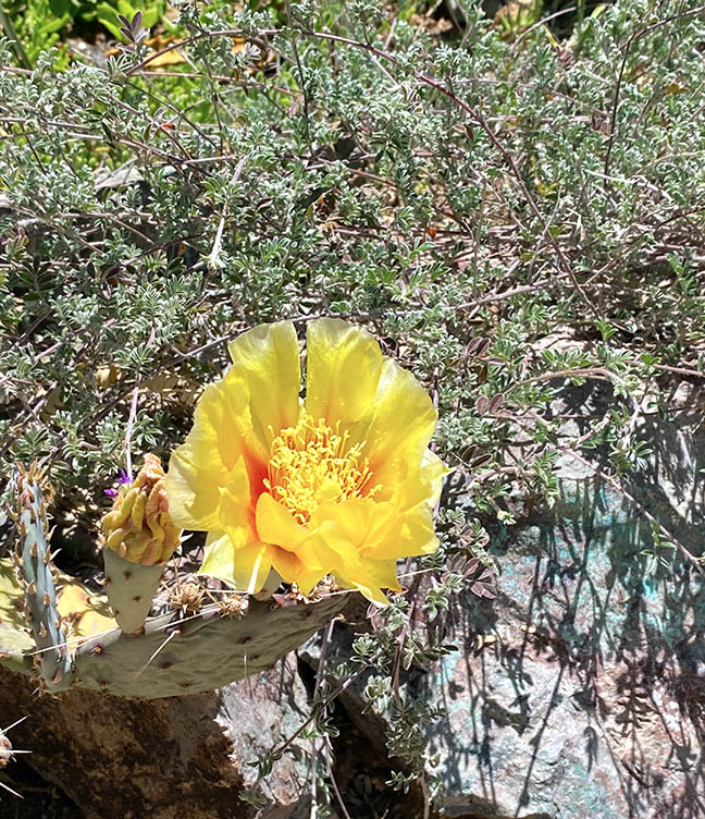 Courtyard blooms at the Gallery in the Sun Museum! 🌸🌼 #TedDeGrazia #DeGrazia #NationalHistoricDistrict #GalleryInTheSunMuseum #Adobe #Architecture #Art #Tucson #Arizona #SantaCatalinas #Desert #Courtyard #Cactus #Flores #Flowers #Blooms
