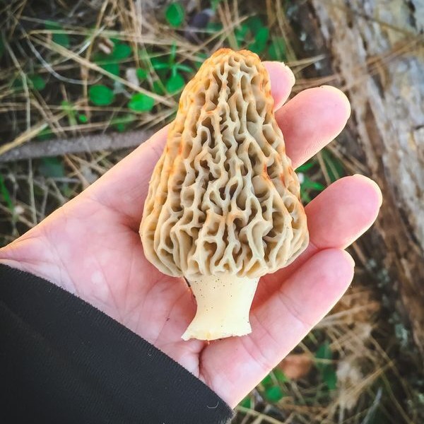 GrowForCookFerm's tweet image. Find everything you need to know about identifying, foraging, and using morel mushrooms here: ift.tt/x6qCYyF

It&apos;s morel mushroom foraging season! Keep your eyes peeled for these elusive and delicious beauties. 😍 🍄 Prized for their tastines… ift.tt/Ev0ucob