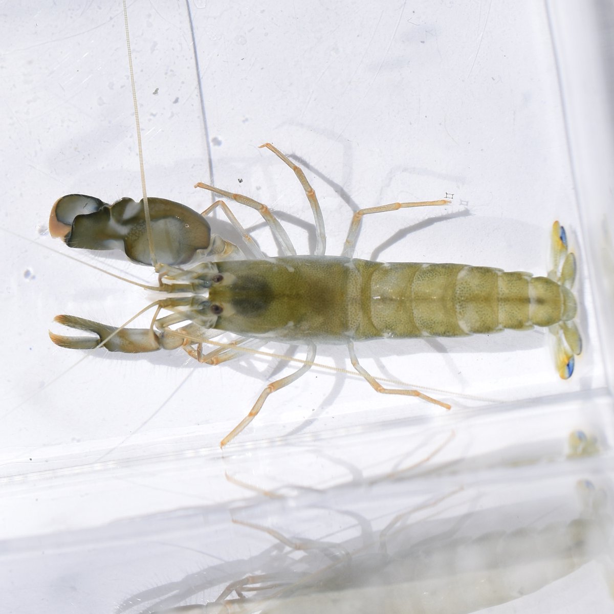 Jason Dinh is just trying his best (@byjasonpdinh) on Twitter photo my last ever paper—and my Ph.D. magnum opus—is out <a href="/eLife/">eLife - the journal</a> :’)
we showed what snapping shrimp gain and lose by growing huge, remarkable weapons
or, as @CWMillerLab put in her review, “why animals cannot have it all”
a 🧵:
📸: Sarah Longo
elifesciences.org/articles/84589 my last ever paper—and my Ph.D. magnum opus—is out <a href="/eLife/">eLife - the journal</a> :’)
we showed what snapping shrimp gain and lose by growing huge, remarkable weapons
or, as @CWMillerLab put in her review, “why animals cannot have it all”
a 🧵:
📸: Sarah Longo
elifesciences.org/articles/84589