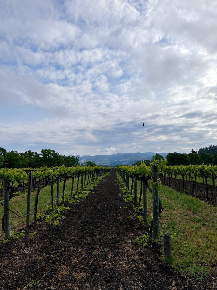 ParadigmWinery's tweet photo. Good morning from Oakville ☀️ 🦅 

#NapaValleyWine #vineyard #estatewine #organic #oakville #napavalley #NapaValleyWine #vineyard #vineyardlife #paradigm #ccof #wine #oakville #winetasting #napavalley #certifiedorganicvineyard https://t.co/JISlv2c81G