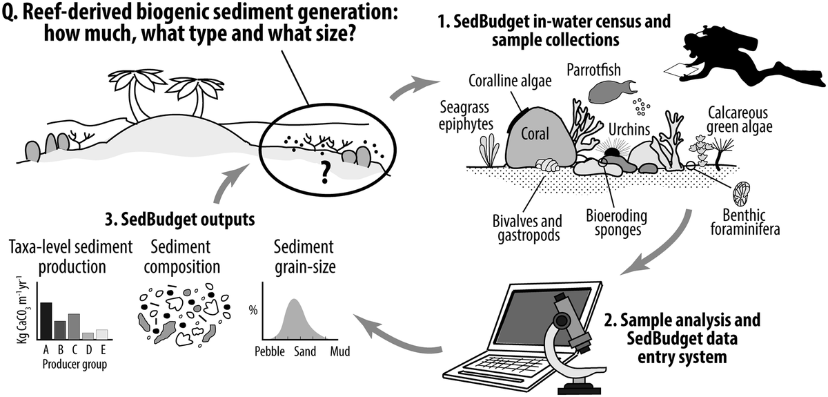 InesLange9's tweet photo. We provide a protocol and tables to calculate the amount, constituents and grain sizes of this sediment as a function of #abundance and #productivity of relevant reef organisms. We did lots of productivity #datacompilation so you can concentrate on the fun #fieldwork ๐ (3/6) https://t.co/QhWFqIFIDM